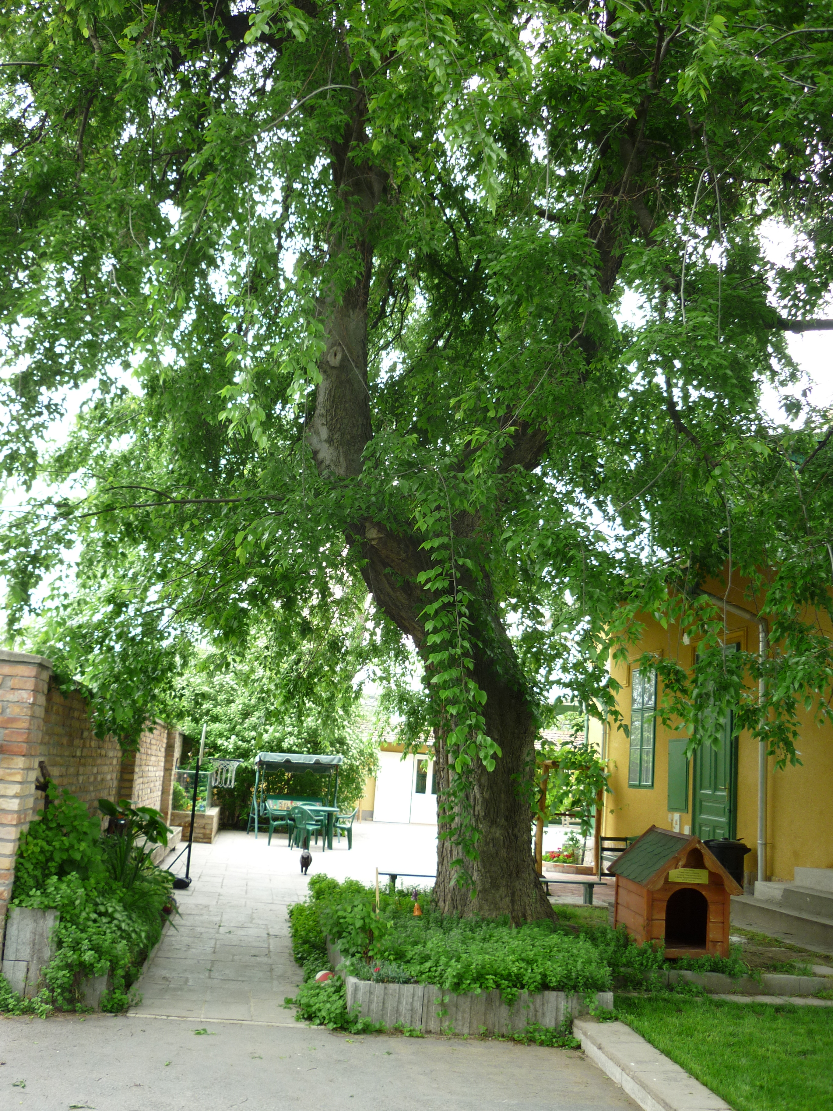 Ostrom a fa alatt – az ostorfa, amiről Frakk megpróbálta lehozni Szerénkét és Lukréciát